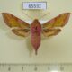 65532p Sphingidae Deilephila porcellus Khakassia rep. $6