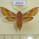 65533p Sphingidae Deilephila porcellus Khakassia rep. $6