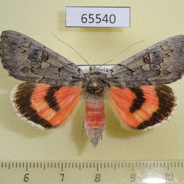 Noctuidae Catocala pacta f Tyva rep.