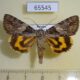 65545p Noctuidae Catocala proxeneta Primorye $20