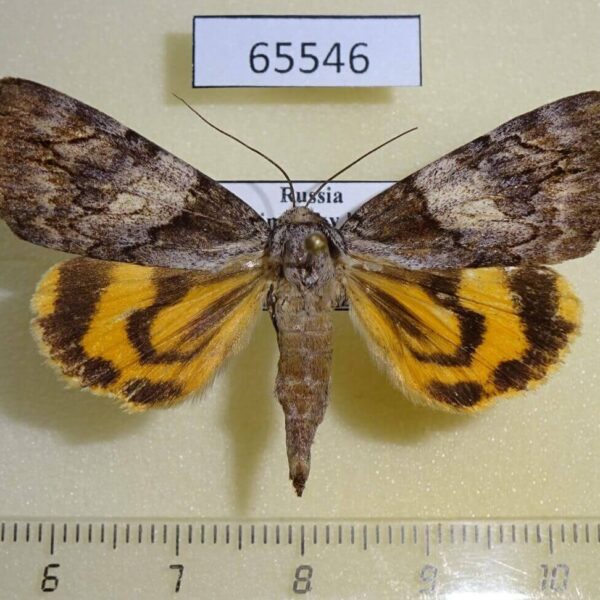 Noctuidae Catocala proxeneta f Primorye