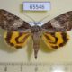 65546p Noctuidae Catocala proxeneta f Primorye $22