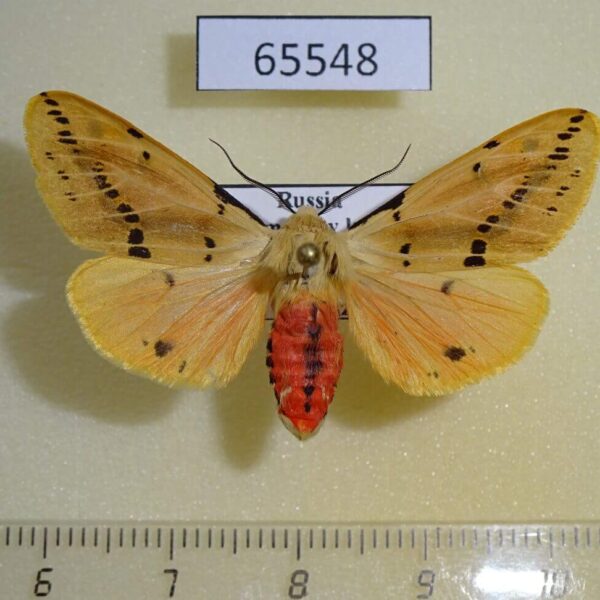 Arctiidae Spilarctia seriatopunctata Primorye
