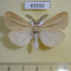 65550p Lymantridae Laelia coenosa Khabarovsk reg. $6