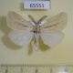 65551p Lymantridae Laelia coenosa Khabarovsk reg. $6