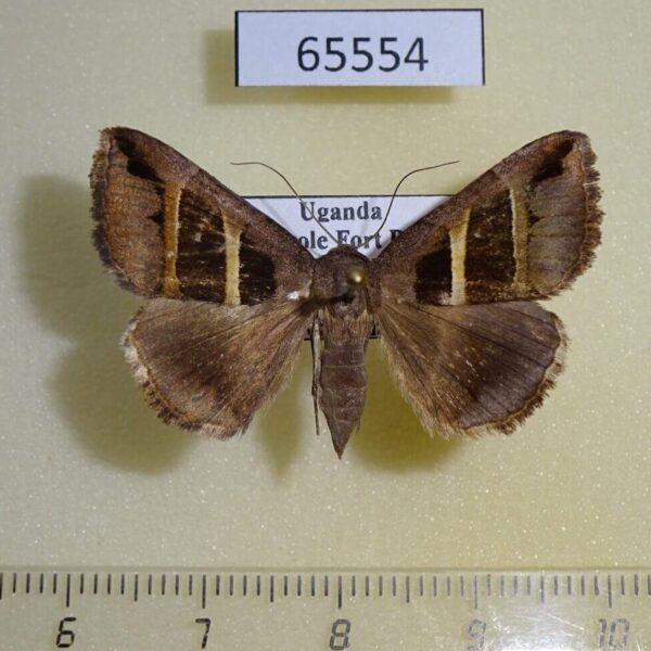 Noctuidae Grammodes congenita f Uganda