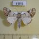 65555p Noctuidae Bamra marmorifera Uganda $18