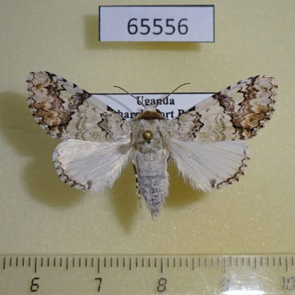 Noctuidae Bamra marmorifera f Uganda