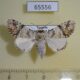 65556p Noctuidae Bamra marmorifera f Uganda $18