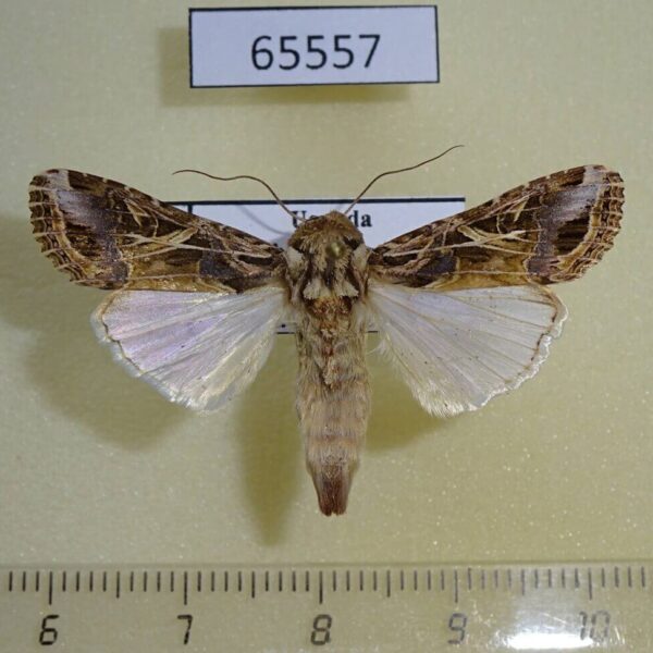 Noctuidae Spodoptera littoralis Uganda