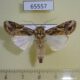 65557p Noctuidae Spodoptera littoralis Uganda $7
