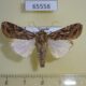 65558p Noctuidae Spodoptera littoralis Uganda $7