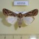 65559p Noctuidae Spodoptera littoralis f Uganda $7