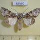 65560p Noctuidae Thiacidas mukim Uganda $8