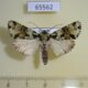 65562p Noctuidae Dargeochaeta bangeni Uganda $12