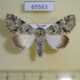65563p Noctuidae Bamra marmorifera Uganda $20