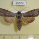 65573p Noctuidae Cucullia lucifuga f Primorye $8