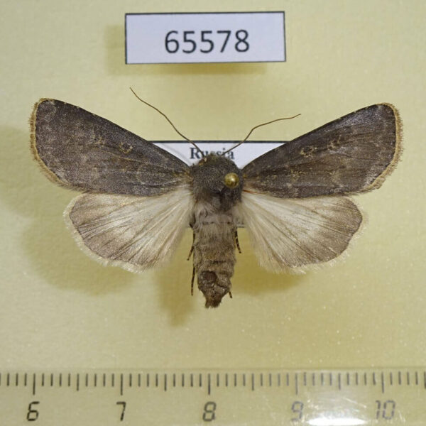 Noctuidae Trichosilia plumbea f Tyva rep.