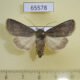 65578p Noctuidae Trichosilia plumbea f Tyva rep. $9