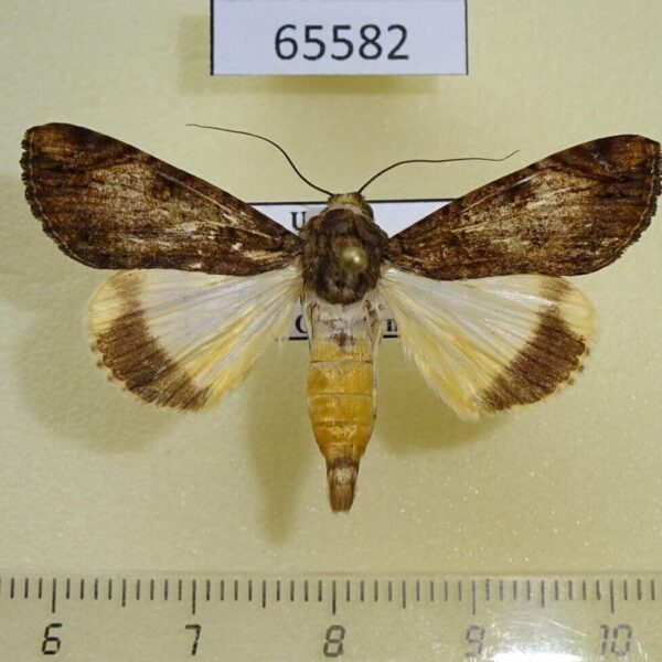 Noctuidae Ulotrichopus primulina Uganda