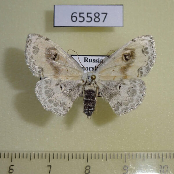 Geometridae Somatina Indicataria f Primorye