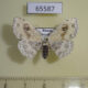 65587p Geometridae Somatina Indicataria f Primorye $5