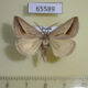 65589p Noctuidae Melapia electaria Primorye $8