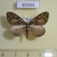 65590p Geometridae Eustroma melancholicum Primorye $4
