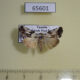 65601p Noctuidae Bryophilopsis anomoiota Uganda $7