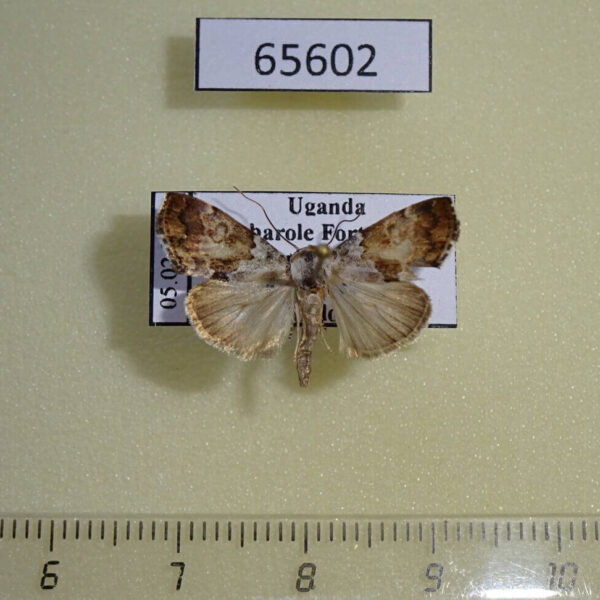 Noctuidae Bryophilopsis sp. Uganda