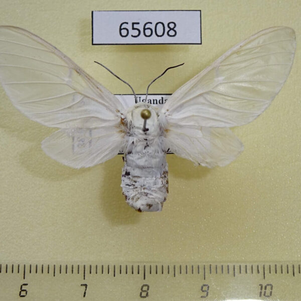 Arctiidae Balacra pulchra f Uganda