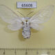 65608p Arctiidae Balacra pulchra f Uganda $25