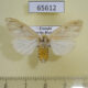 65612p Lymantridae Tamsita habrotima f Uganda $8