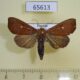 65613p Noctuidae Anomis sp. Uganda $8