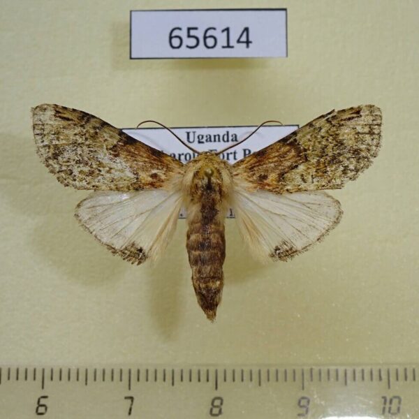 Notodontiidae Stemmatophalera persimilis Uganda