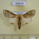 65614p Notodontiidae Stemmatophalera persimilis Uganda $6