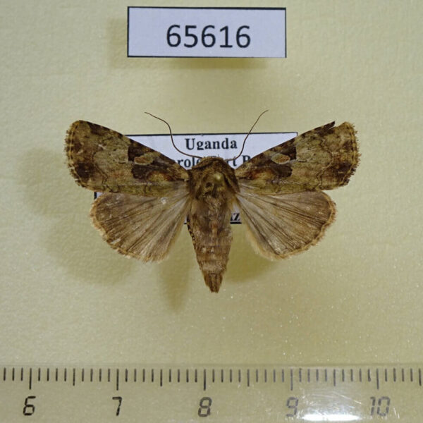 Noctuidae Feliniopsis consummata Uganda