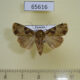 65616p Noctuidae Feliniopsis consummata Uganda $8