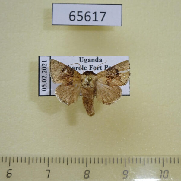 Limacodidae Trachyptena nigromaculata Uganda