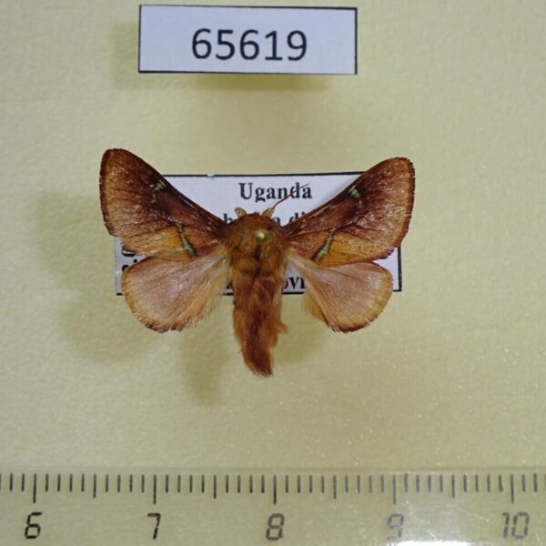 Limacodidae Miresa livida Uganda