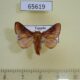 65619p Limacodidae Miresa livida Uganda $7