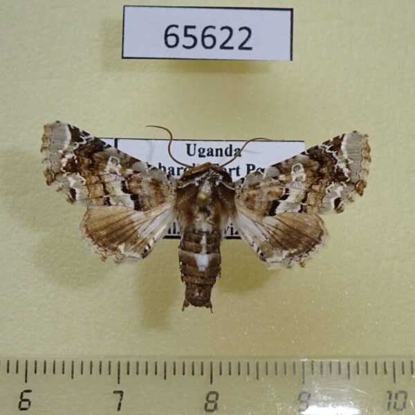 Euteliidae Eutelia sp. amatrix Uganda
