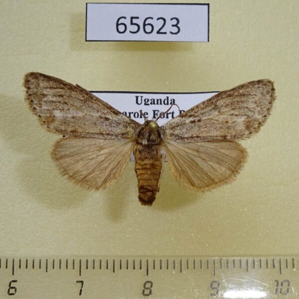 Notodontiidae Leptolepida malangae f Uganda
