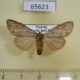 65623p Notodontiidae Leptolepida malangae f Uganda $7