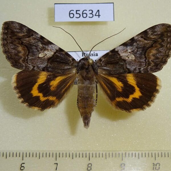 Noctuidae Catocala deuteronympha Primorye