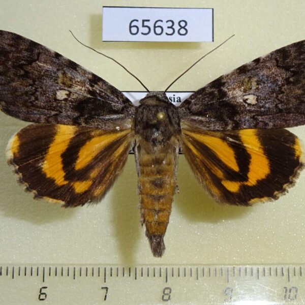 Noctuidae Catocala separans Primorye