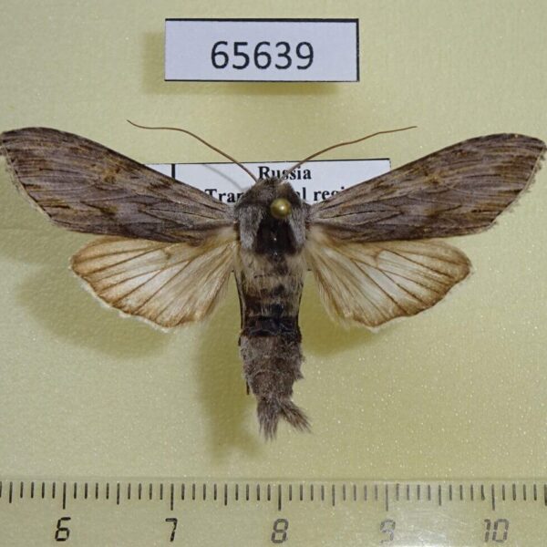 Noctuidae Cucullia lucifuga Transbaikal reg.