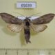 65639p Noctuidae Cucullia lucifuga Transbaikal reg. $7