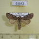 65642p Noctuidae Lasionycta proxima Transbaikal reg. $7