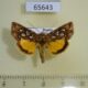 65643p Noctuidae Panchrysia dives Transbaikal reg. $9
